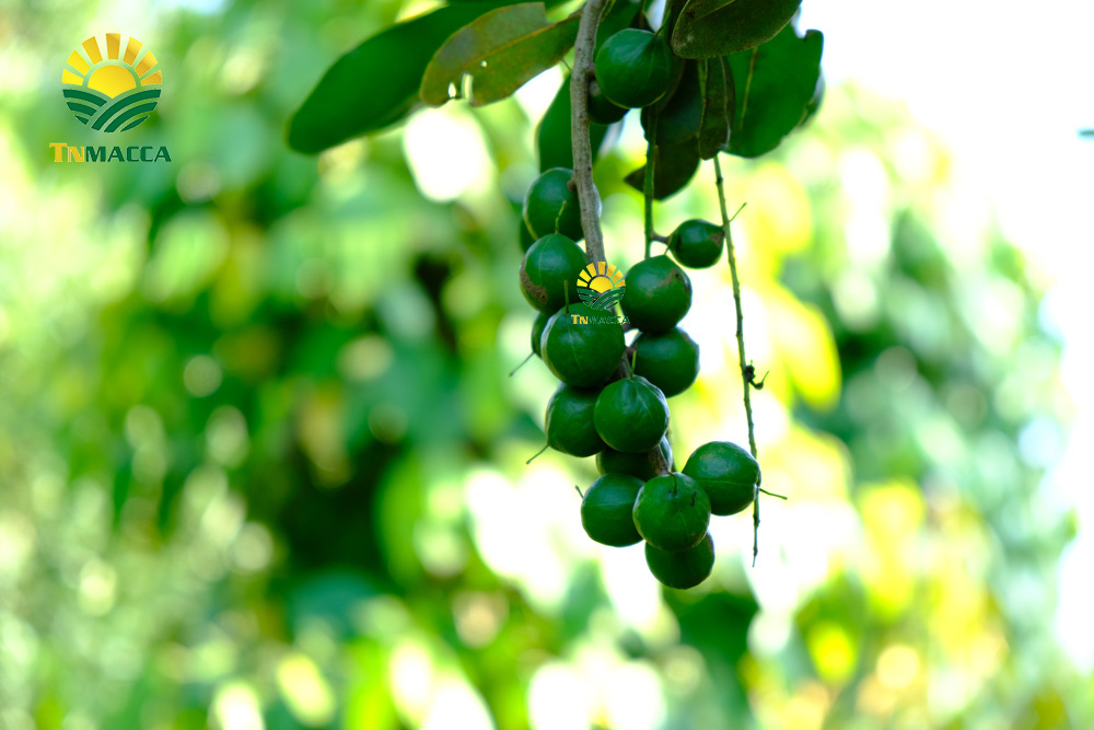 Ăn hạt macca có béo mập không,ăn khi nào ,như thế nào để giảm cân